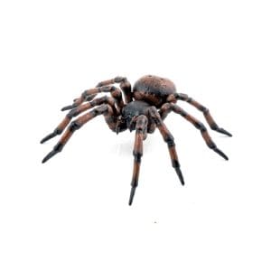 Papo: Common spider