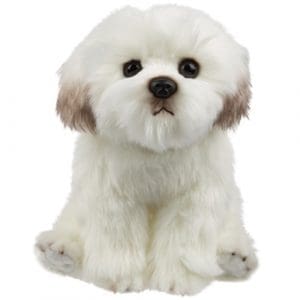 Sitting Maltese Dog